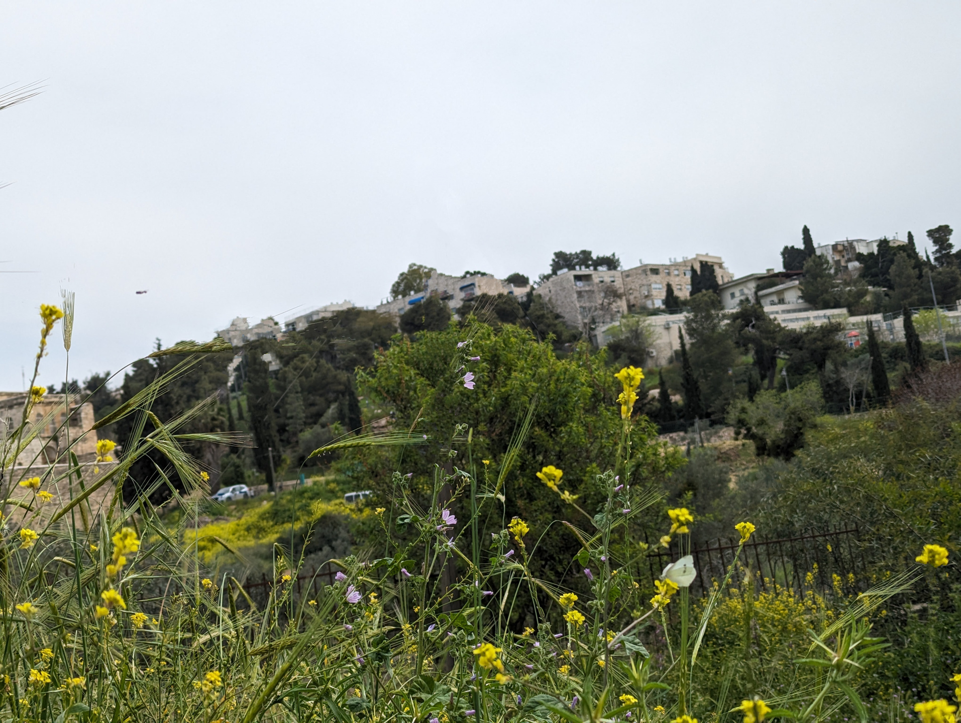 תמונת היום